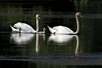 180529_2528_EOS M5 The Pen and Cob Mute Swans with Their Two Surviving 16 Day Old Cygnets on Teatown Lake
