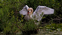 180604_2596_EOS M5 A Mute Swan Cob Spreads Its Wings on Teatown Lake