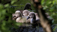 180523_2498_EOS M5 At 10 Days Old, Four of the Original Seven Cygnets Look Forward to the Future on Teatown Lake