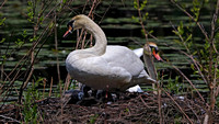 180515_2359_EOS M5 Pen and Cob Mute Swans With Their Seven Newborn Cygnets on Teatown Lake