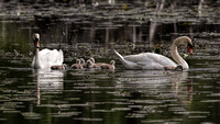 180517_2376_EOS M5 Pen and Cob Mute Swans With Their Four Day Old Cygnets on Teatown Lake