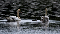 180517_2387_EOS M5 Four Day Old Cygnets Climb Under the Wings of Their Mother for an Evening Ride Home on Teatown Lake