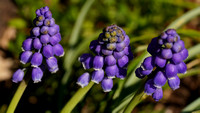 200406_01825_A7RIV Grape Hyacinths in Our Early Spring Gardens