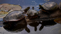 200507_01920_A7RIV Painted Turtles in Spring on Rockefeller Preserve's Swan Lake