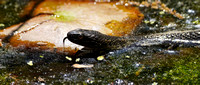 200521_02031_A7RIV A Northern Water Snake on Rockefeller Preserve's Swan Lake