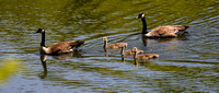 200521_02044_A7RIV A Family of Canadian Geese on Rockefeller Preserve's Swan Lake