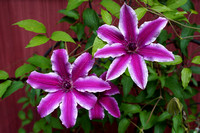 200529_02077_A7RIV Clematis in Our Spring Gardens