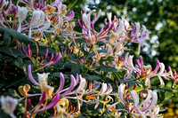 200614_02271_A7RIV Honeysuckle in the Setting Sun in Our Late Spring Gardens