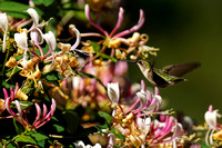 200619_02363_A7RIV A Female Hummingbird Approaches Honeysuckle Early in the Morning on the Last Day of Spring in Our Gardens
