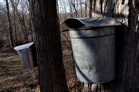 170223_0487_EOS M5 Buckets Dot the Teatown Landscape in February Gathering Sap from Sugar Maple Trees