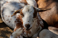 200923_03018_A7RIV A Goat Kid at Muscoot Farm