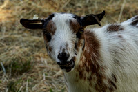 200923_03051_A7RIV Portrait of a Goat at Muscoot Farm