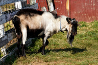 200923_03074_A7RIV An Elder Billy Goat Grazes at Muscoot Farm