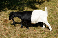 200923_03079_A7RIV A Nanny Goat Grazes at Muscoot Farm