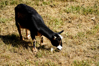 200923_03080_A7RIV A Goat Kid Grazes at Muscoot Farm