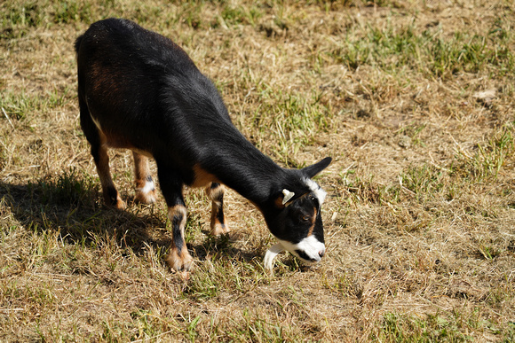 200923_03080_A7RIV A Goat Kid Grazes at Muscoot Farm