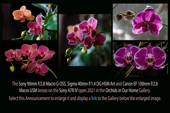 Jan 23 to Feb 15, 2021: Orchids in Our Home
