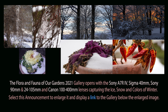 Jan 29 to Feb 13, 2021: The Flora and Fauna of Our Gardens 2021 Set #1