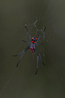 210808_05030_A7RIV An Orchard Spider, Leucauge venusta, in the Virginia Gardens