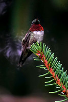 220730_07437_A7RIV A Male Ruby-throated Hummingbird, Archilochus colubris, in Our Summer Gardens