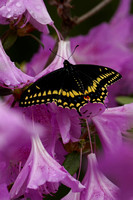 220515_06595_A7RIV A Male Eastern Black Swallowtail, Papilio polyxenes, in the Azalea-Rhododendron Hybrids in Our Spring Gardens