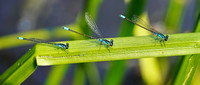 220727_07421_A7RIV Common Blue Damselflies, Enallagma cyathigerum, at Westmoreland Sanctuary