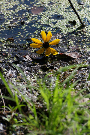160827_2198_NX1 A Coneflower Floating on Teatown's Vernay Lake