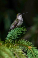 220618_06891_A7RIV A Very Young Female Ruby Throated Hummingbird, Archilochus colubris, in Our Late Spring Gardens
