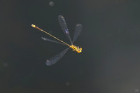 220628_07082_A7RIV A Threadtail Damselfly, Protoneura woytkowskii, in Flight over Westmoreland Sanctuary's Bechtel Lake