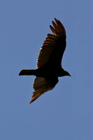 240501_09891_A7RIV A Turkey Vulture Flies Over Our 2024 Spring Gardens