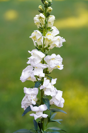 220529_06697_A7RIV Snapdragons in Our Spring Gardens