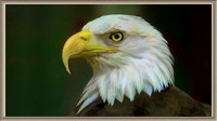 130730_1043_SX50_IsItArt American Bald Eagle