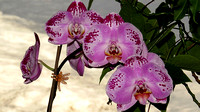 130217_0627_SX50 Orchids