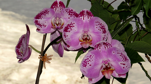 130217_0627_SX50 Orchids