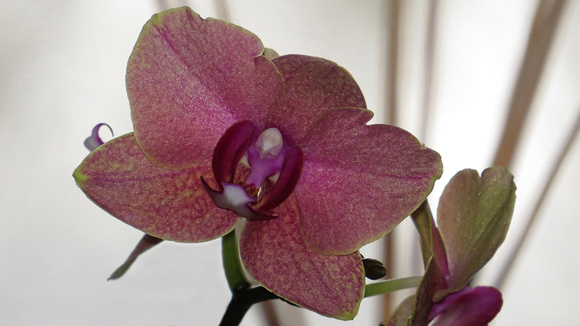 130219_0635_SX50 Orchid