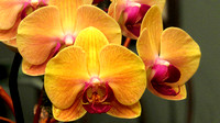 130224_0643_SX50 Orchids