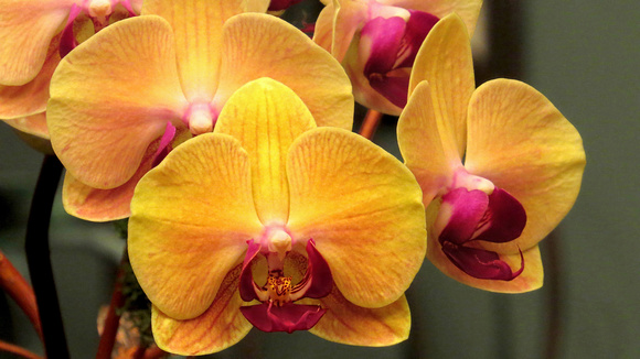 130224_0643_SX50 Orchids