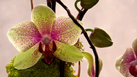 130303_0646_SX50 Orchid