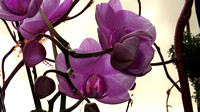 130303_0651_SX50 Orchids