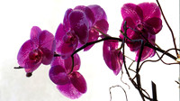 150205_2496_SX50 Orchids
