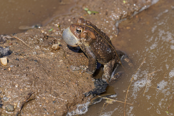 220413_06433_A7RIV An American Toad Calls Out in Mid-April at Muscoot Farm