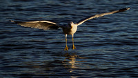 230211_07871_A7RIV A Seagull Glides to a Landing in the Hudson River at Steamboat Waterfront