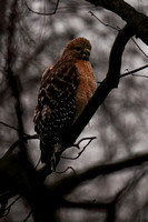 230221_07886_A7RIV A Red Shouldered Hawk, Buteo lineatus, on a Dark and Gloomy Rainy Day in Our Winter Gardens