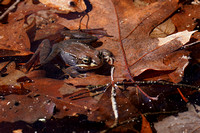 230321_07965_A7RIV A Wood Frog, Lithobates sylvaticus, in Spring on the Raptor Ridge Lake at Westmoreland Sanctuary