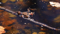 230321_07977_A7RIV A Wood Frog, Lithobates sylvaticus, in Spring on the Raptor Ridge Lake at Westmoreland Sanctuary