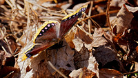 230321_07990_A7RIV A Mourning Cloak Butterfly, Nymphalis antiopa, in Spring along the Raptor Ridge Trail at Westmoreland Sanctuary