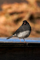 230326_08007_A7RIV A Dark Eyed Junco, Junco hyemalis, at Westmoreland Sanctuary in Early Spring 2023