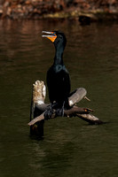 230412_08133_A7RIV A Double Crested Cormorant, Nannopterum auritum, on Swan Lake in Early Spring at Rockefeller Preserve