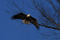 220131_05860_A7RIV An Adult Female Bald Eagle Descends for a Landing at Steamboat Waterfront