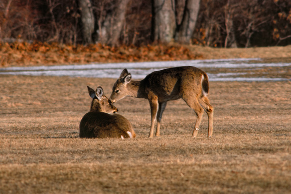 780326_0002_F1 Deer at Heckscher  Park on Long Island